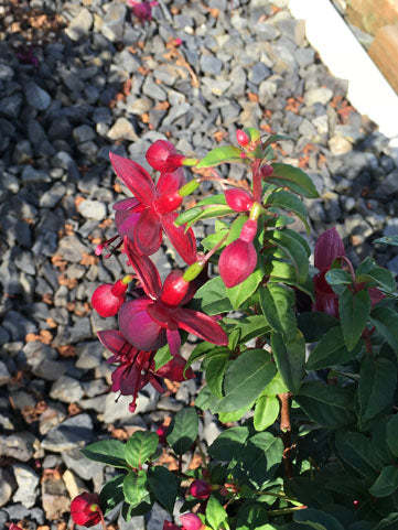 Fuchsia Gartenmeister - Quart