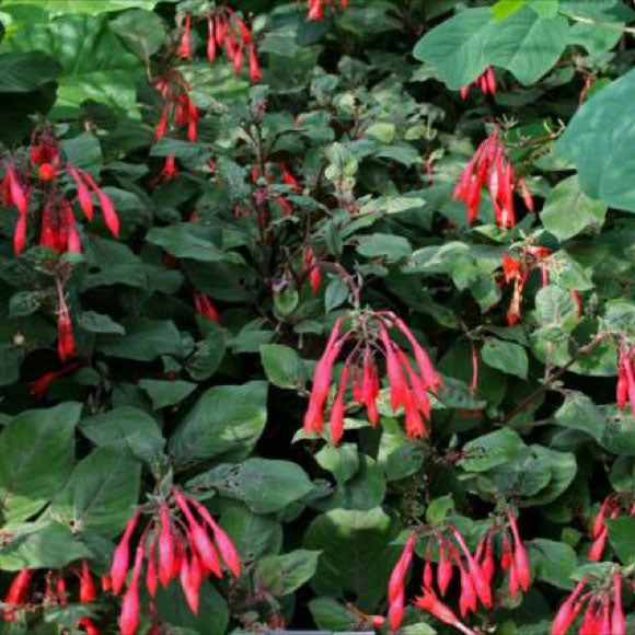 Fuchsia Gartenmeister - 1 Gallon