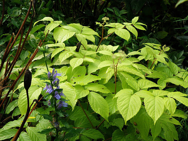 Aralia Sun King - 1 Gallon