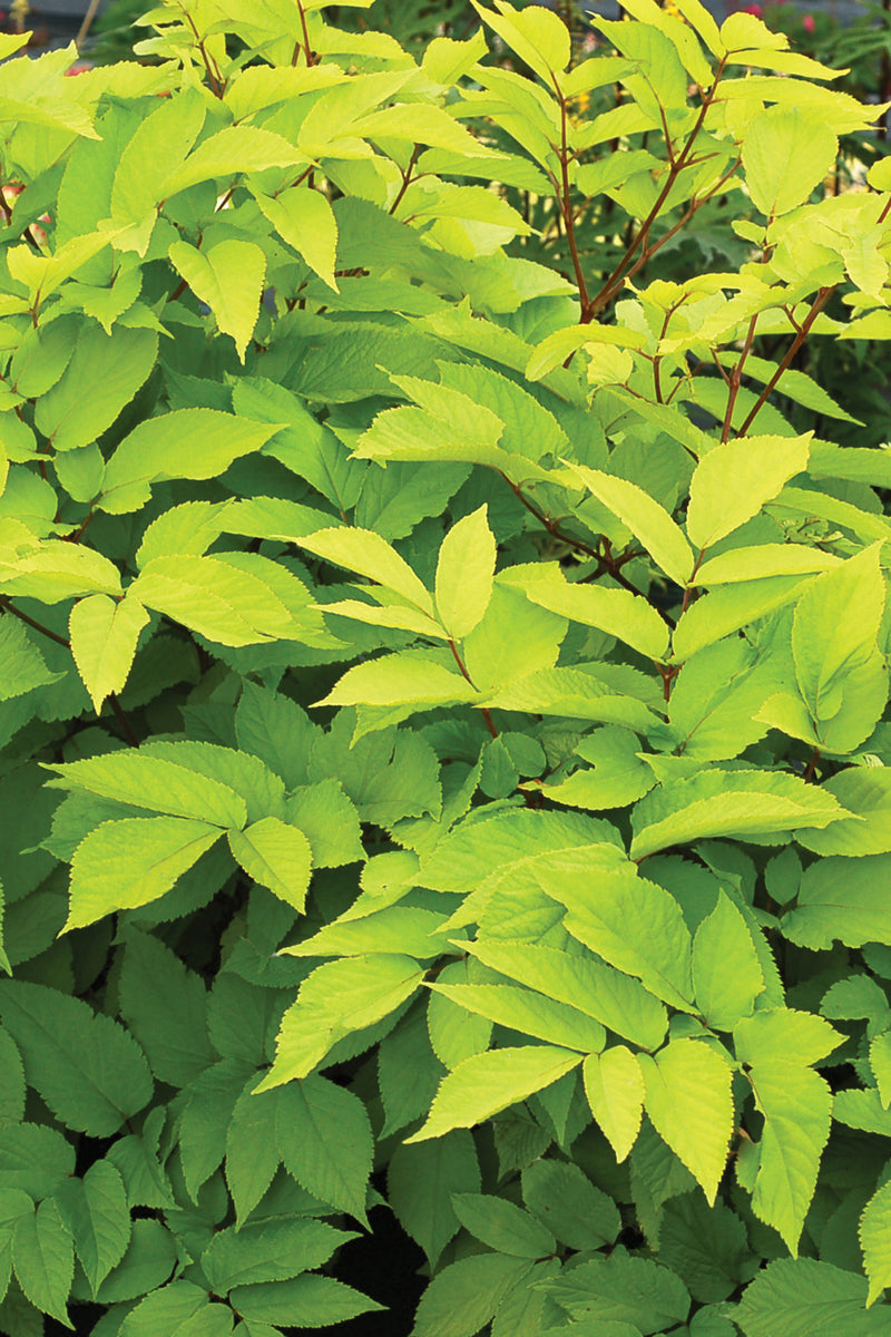 Aralia Sun King - 1 Gallon