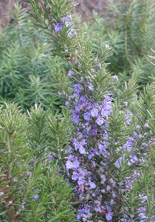 Rosemary Tuscan Blue - Quart