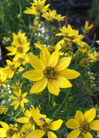 Coreopsis Tweety - Quart