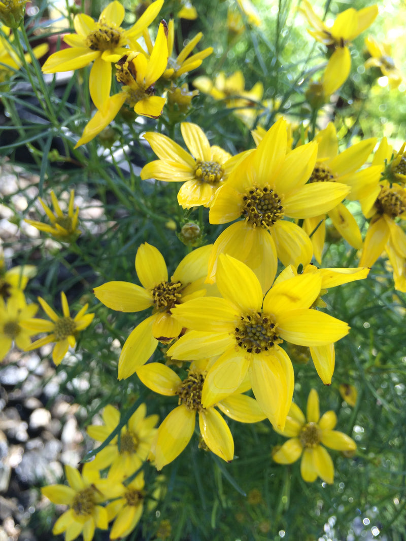Coreopsis Tweety - Quart