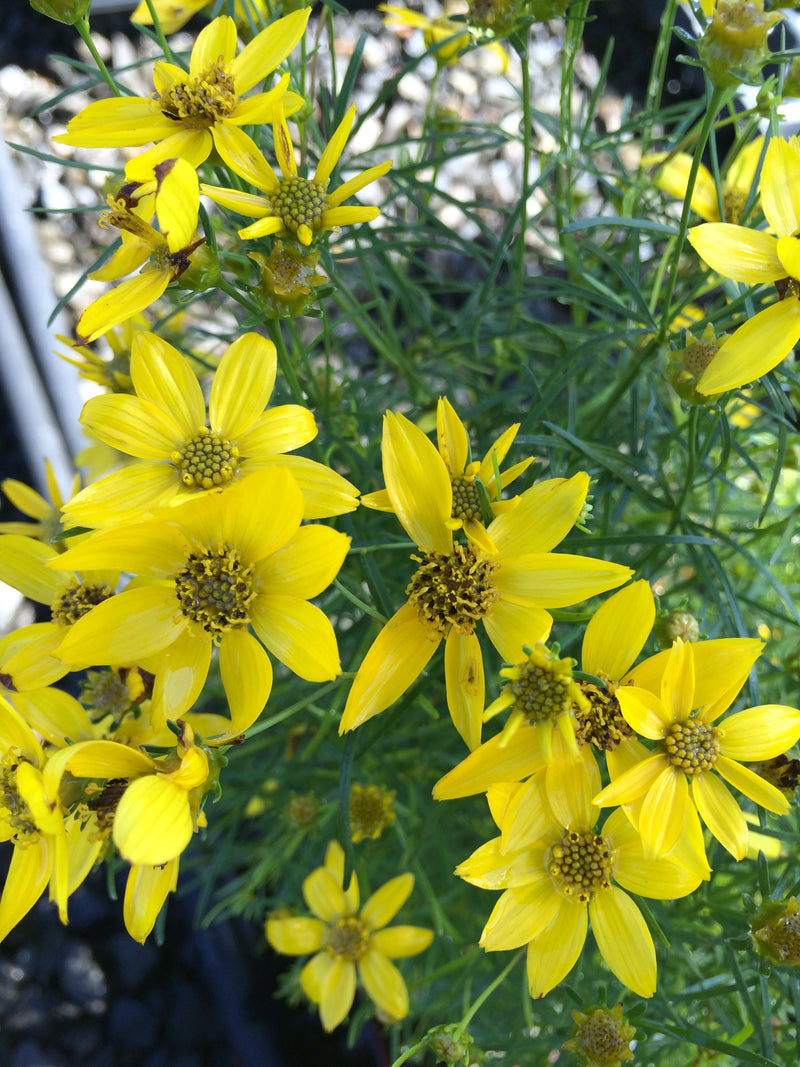 Coreopsis Tweety - Quart