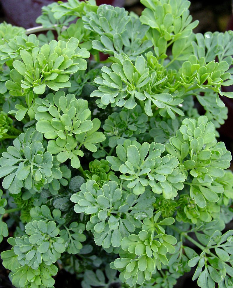 Rue Jackmans Blue - 1 Gallon