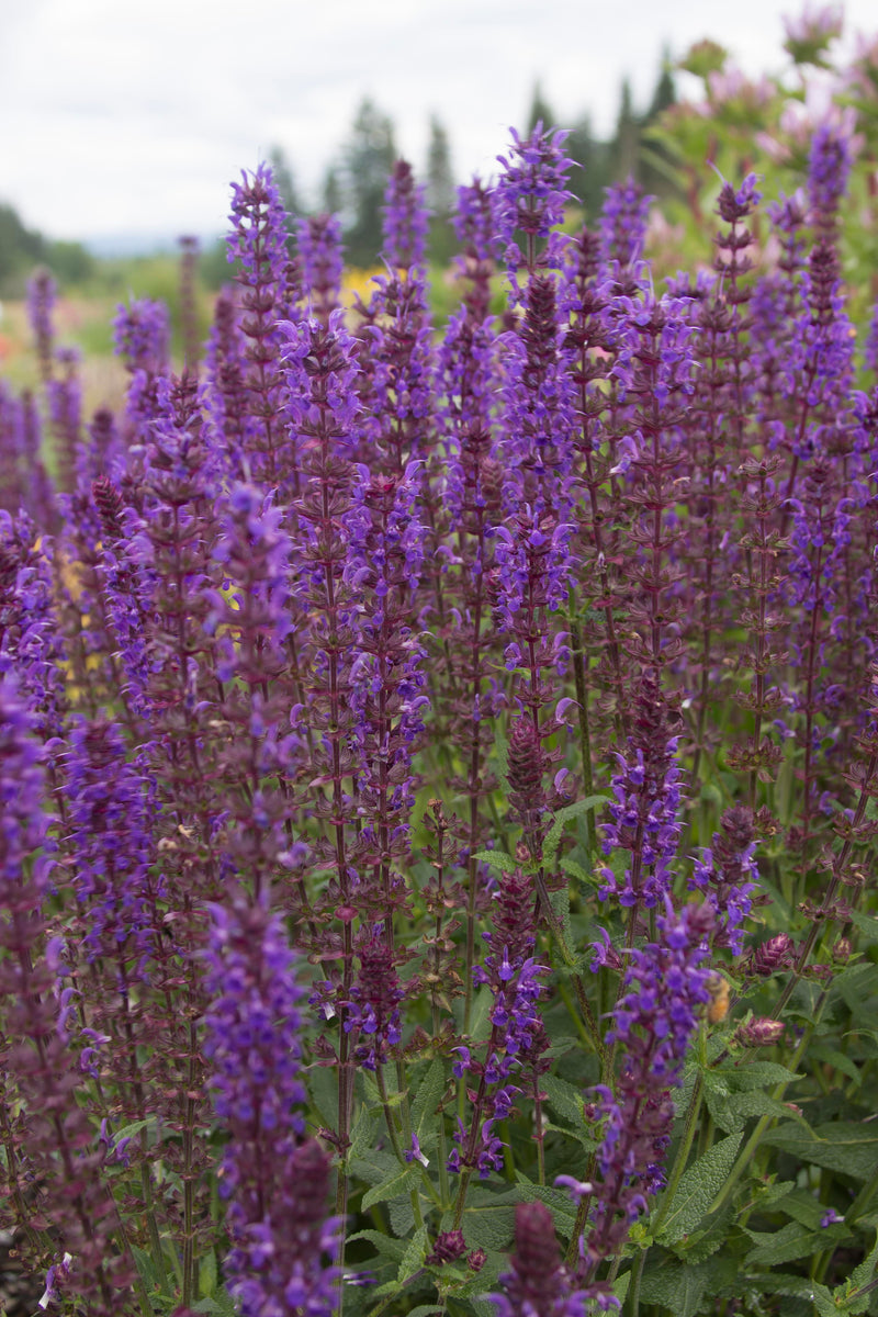 Salvia Wesuwe - 1 Gallon
