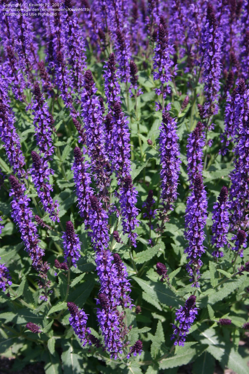 Salvia Wesuwe - 1 Gallon