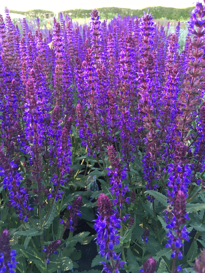 Salvia Wesuwe - 1 Gallon