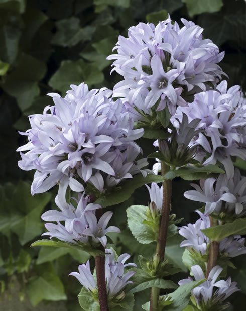 Campanula Emerald - 1 Gallon
