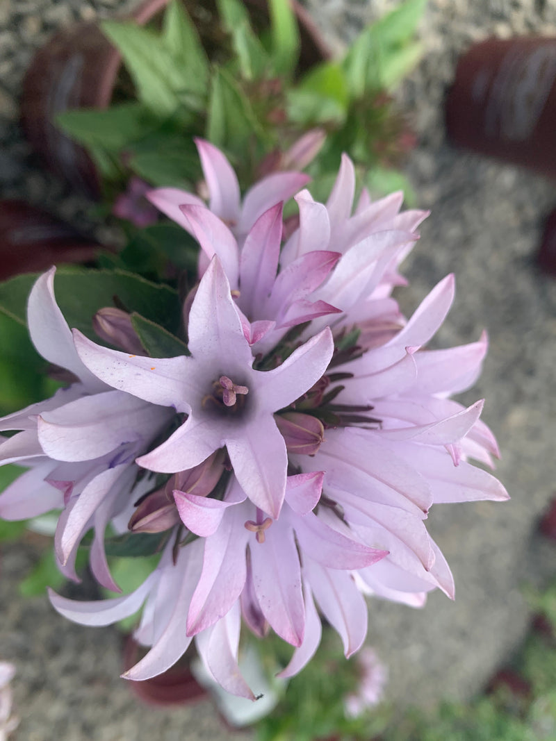 Campanula Emerald - 1 Gallon