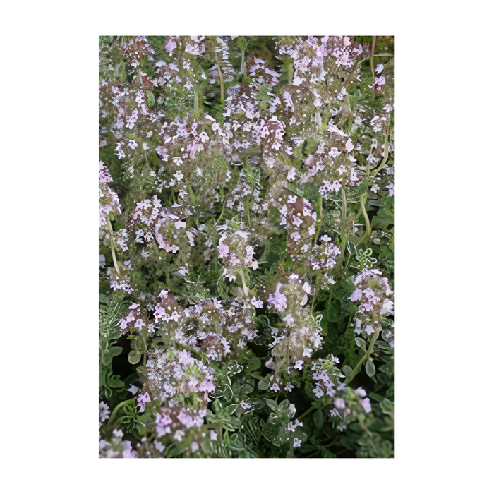 CLASS: The Green Carpet - Designing with Ground Cover