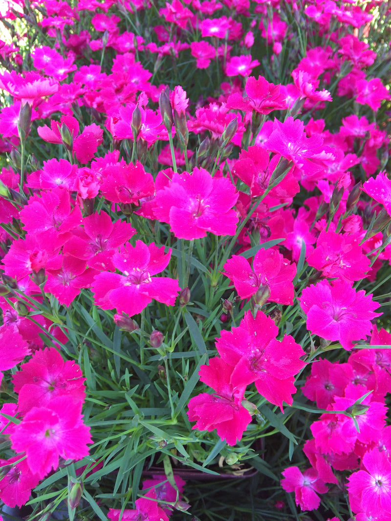 Dianthus Witch Doctor - Quart