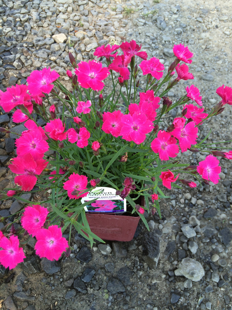 Dianthus Witch Doctor - Quart