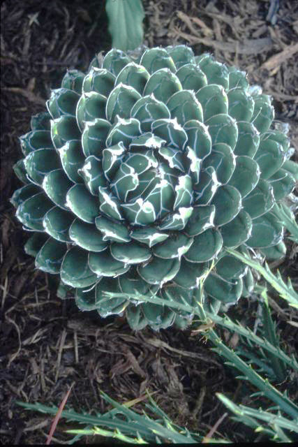 Agave Porcupine - 1 Gallon