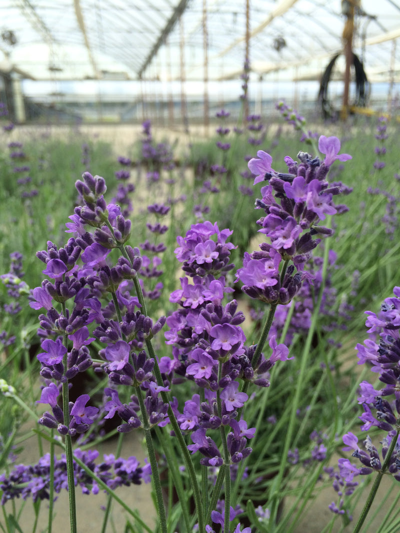 Lavender Pastors Pride - 1 Gallon