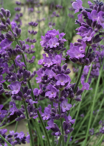 Lavender Pastors Pride - 1 Gallon