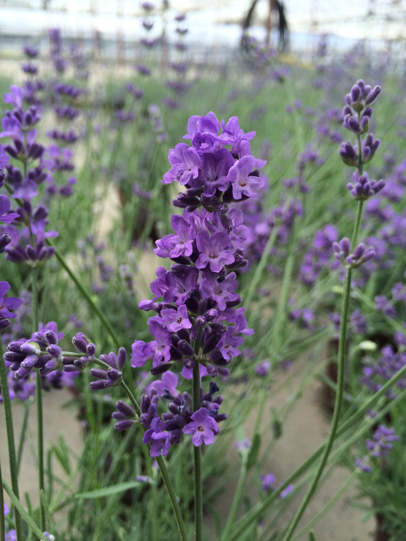 Lavender Pastors Pride - 1 Gallon