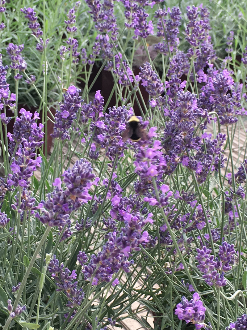 Lavender Pastors Pride - 1 Gallon