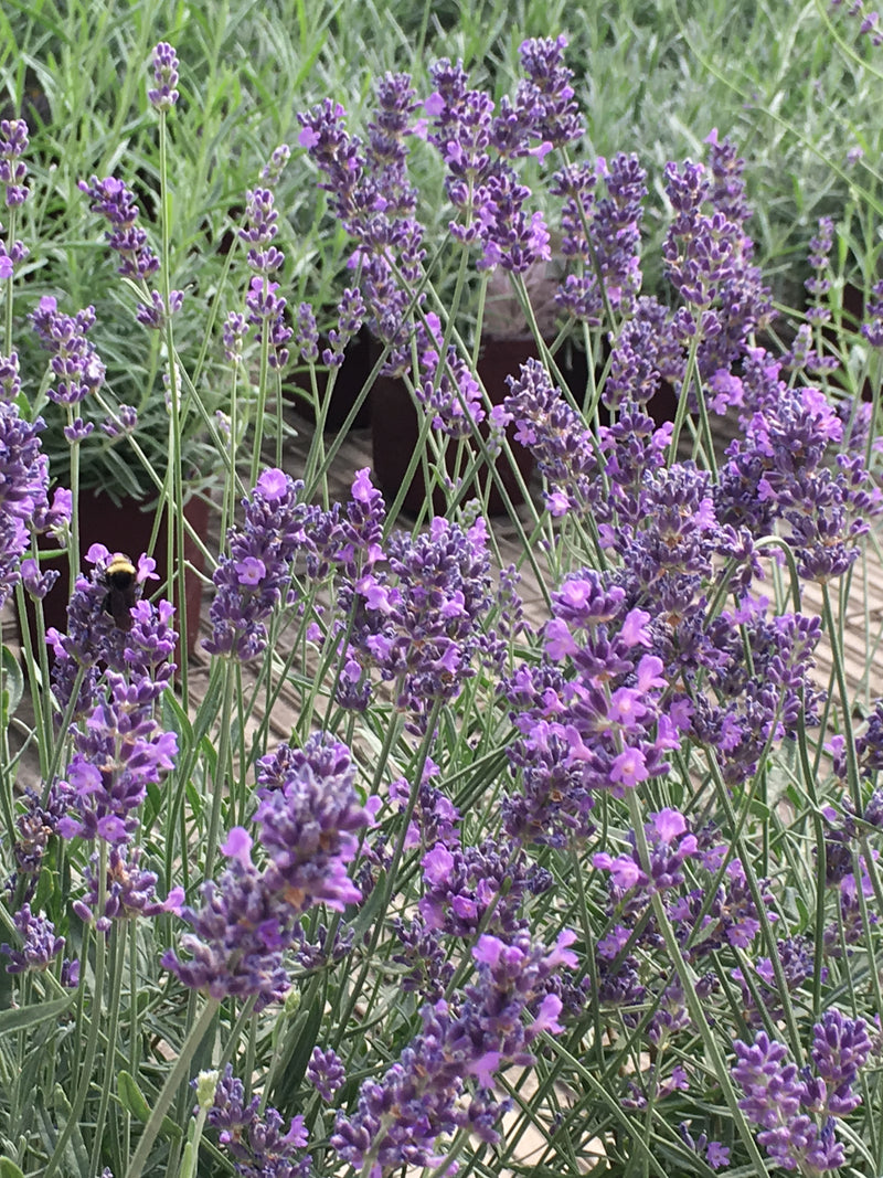 Lavender Pastors Pride - 1 Gallon