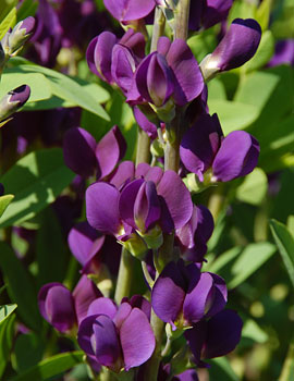 Baptisia Royal Purple - 1 Gallon