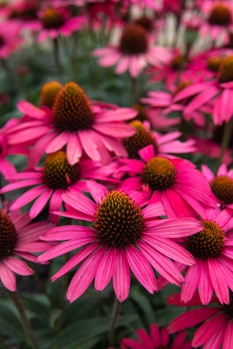 Echinacea Glowing Dream - 1 Gallon