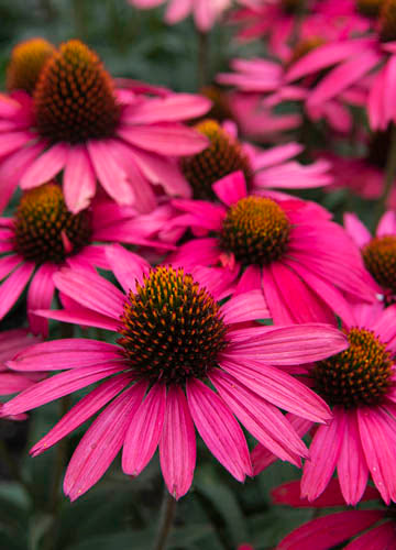 Echinacea Glowing Dream - 1 Gallon