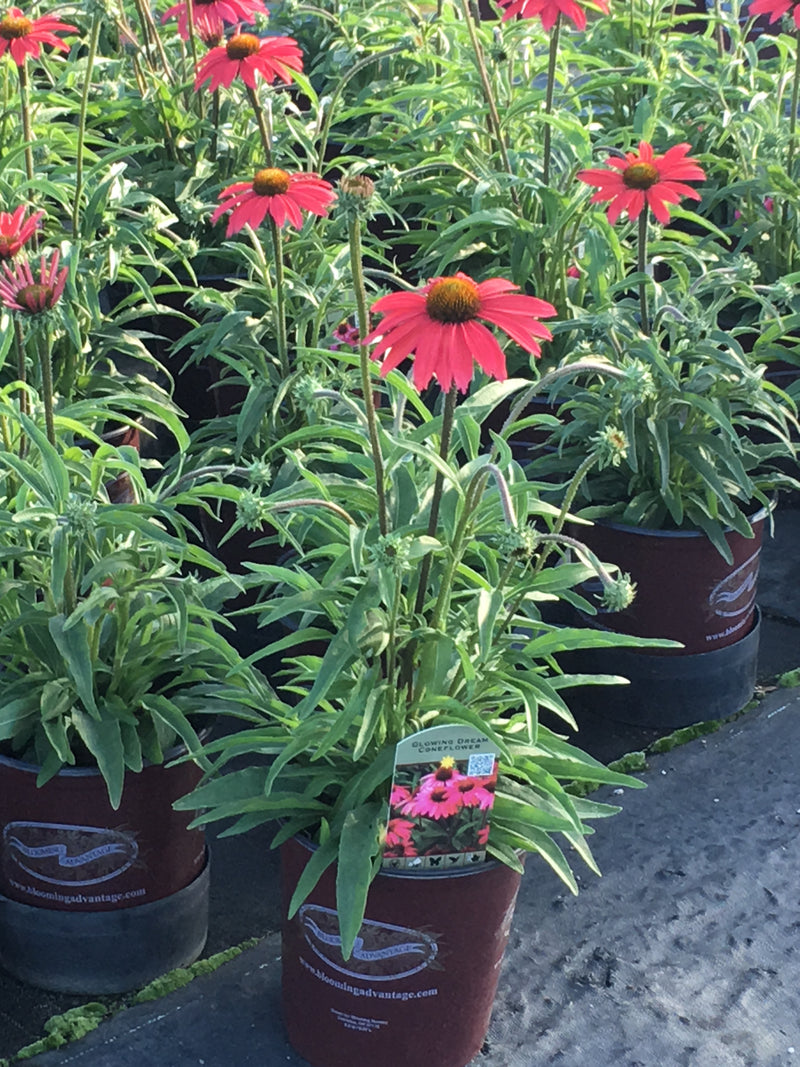 Echinacea Glowing Dream - 1 Gallon