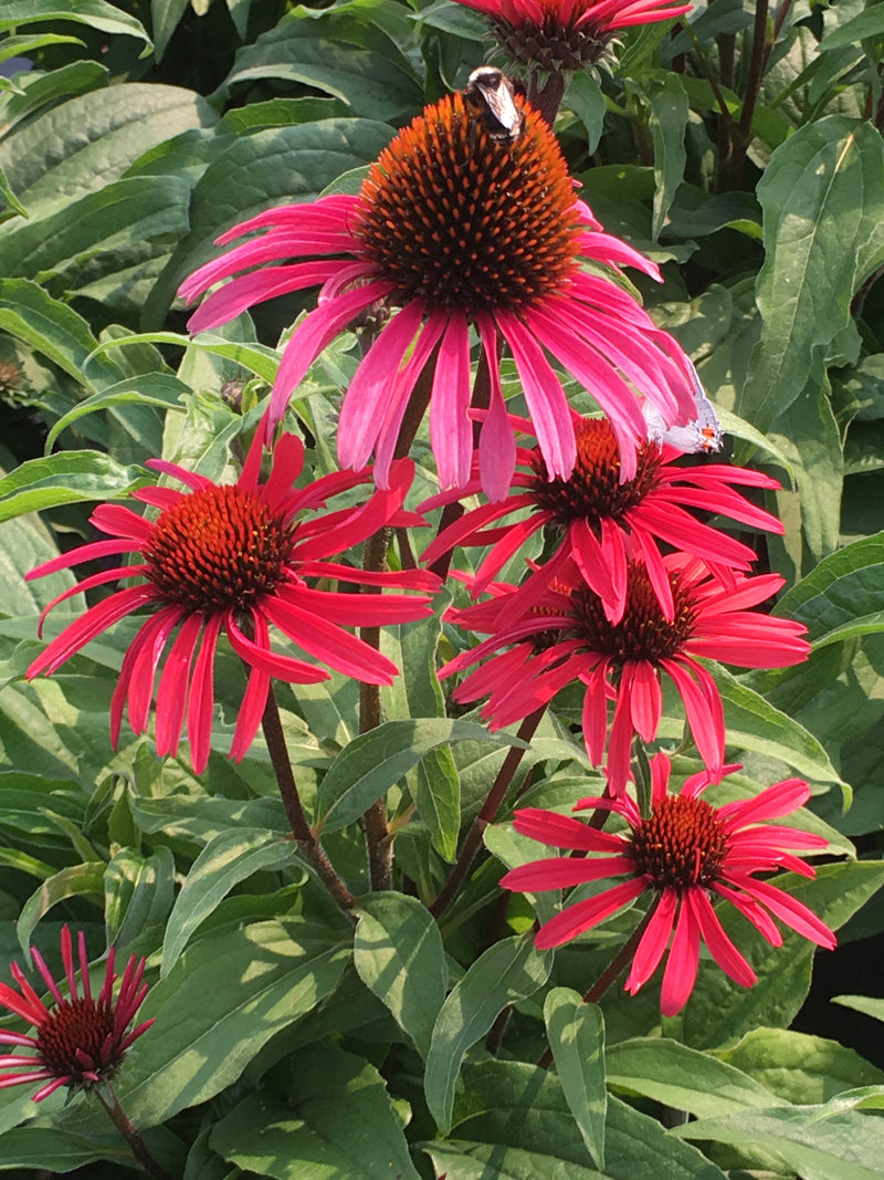 Echinacea Glowing Dream - 1 Gallon