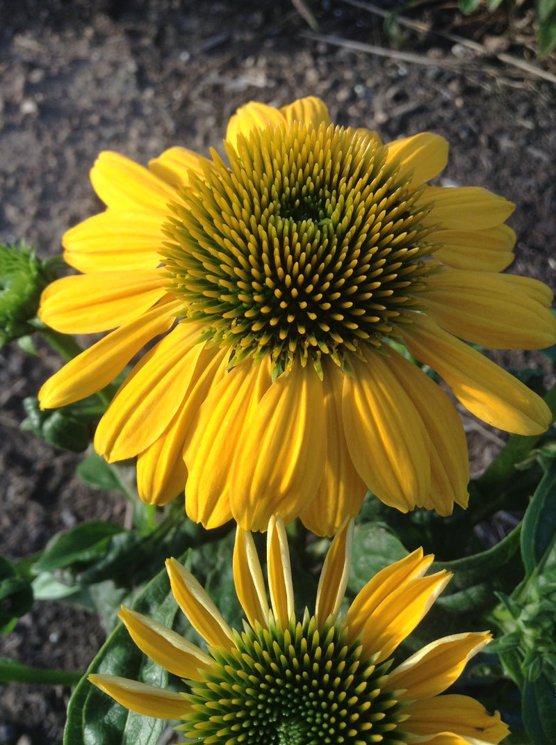 Echinacea Sombrero Lemon Yellow - 1 Gallon