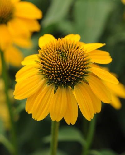 Echinacea Sombrero Lemon Yellow - 1 Gallon