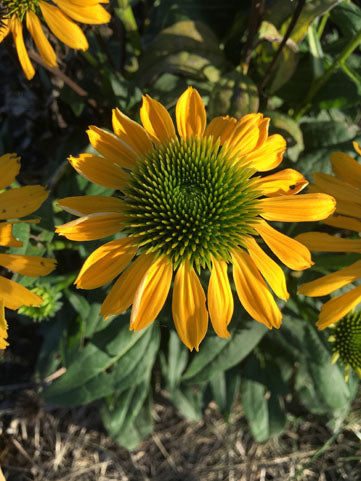Echinacea Sombrero Lemon Yellow - 1 Gallon