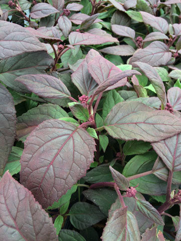 Eupatorium (Joe Pye) sordidum - 1 Gallon