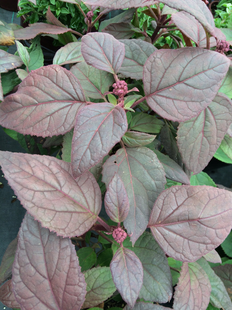 Eupatorium (Joe Pye) sordidum - 1 Gallon