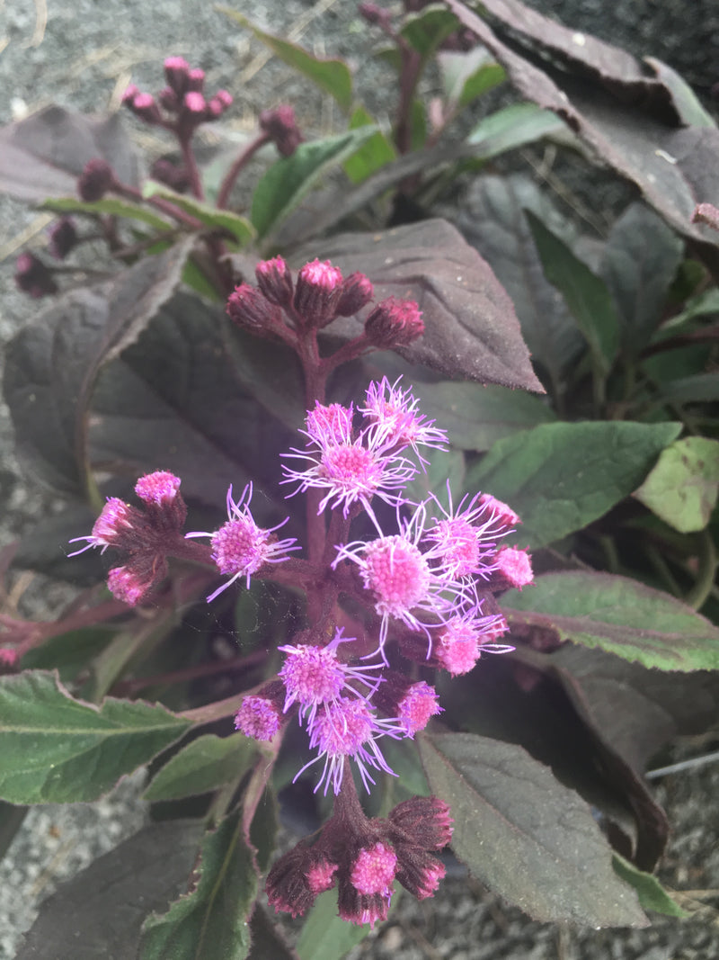 Eupatorium (Joe Pye) sordidum - 1 Gallon