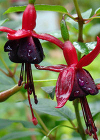 Fuchsia DeBrons Black Cherry - 1 Gallon