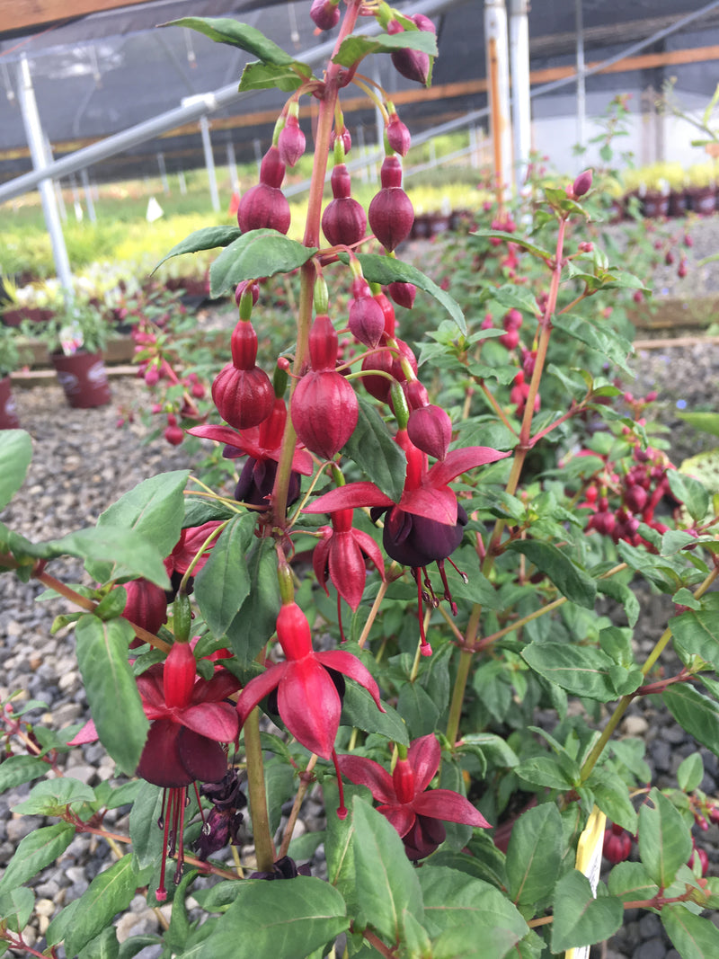 Fuchsia DeBrons Black Cherry - 1 Gallon