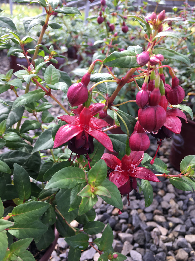 Fuchsia DeBrons Black Cherry - 1 Gallon