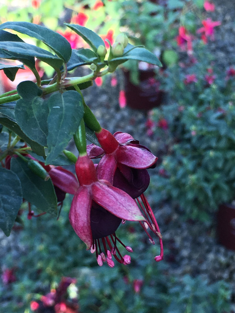 Fuchsia DeBrons Black Cherry - 1 Gallon