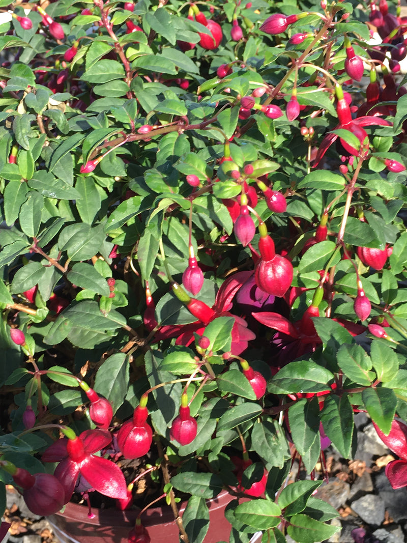 Fuchsia DeBrons Black Cherry - 1 Gallon