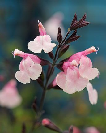 Salvia Stormy Pink - 1 Gallon