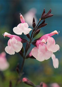 Salvia Stormy Pink - 1 Gallon