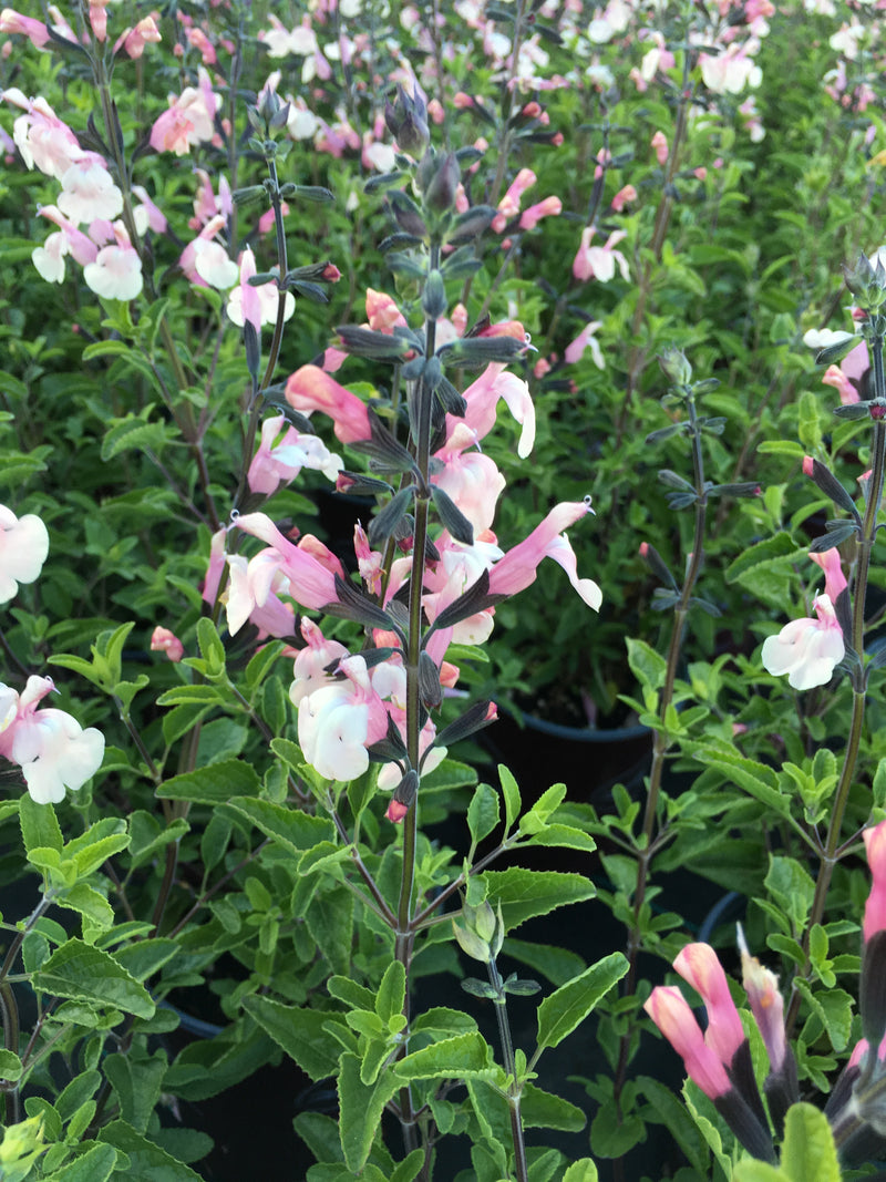 Salvia Stormy Pink - 1 Gallon