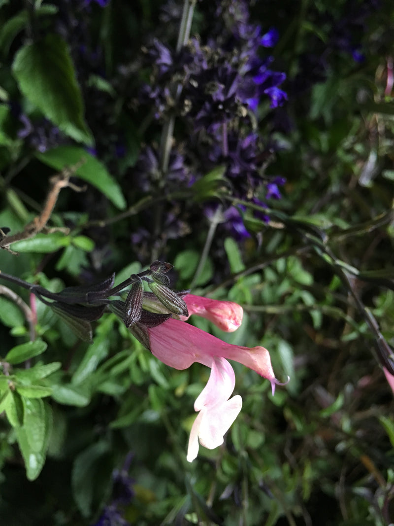 Salvia Stormy Pink - 1 Gallon