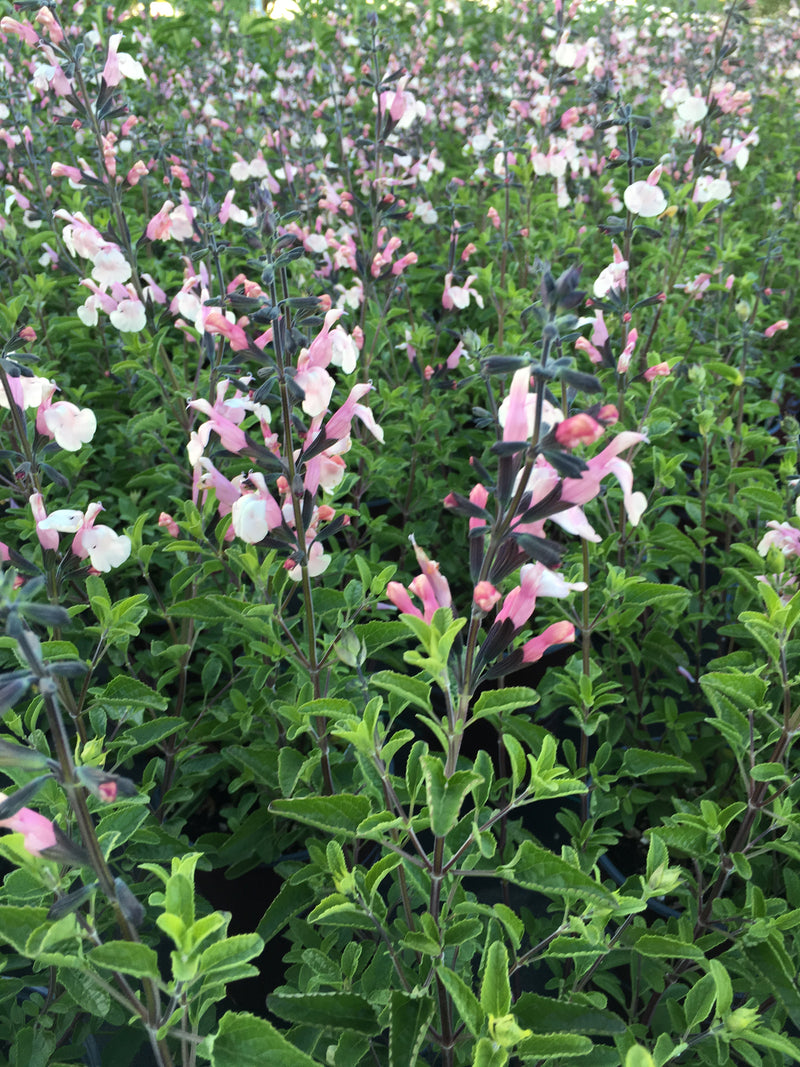 Salvia Stormy Pink - 1 Gallon