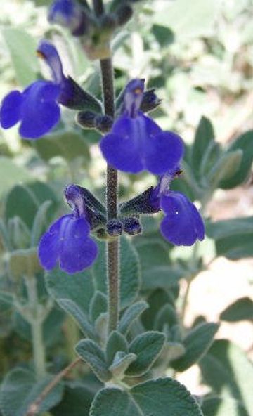 Salvia Marine Blue - 1 Gallon