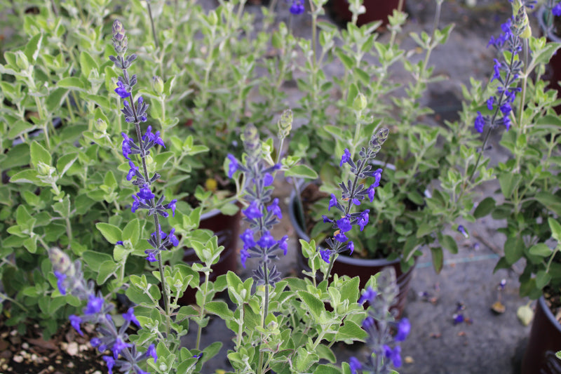 Salvia Marine Blue - 1 Gallon