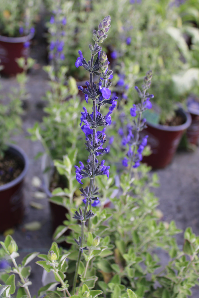 Salvia Marine Blue - 1 Gallon