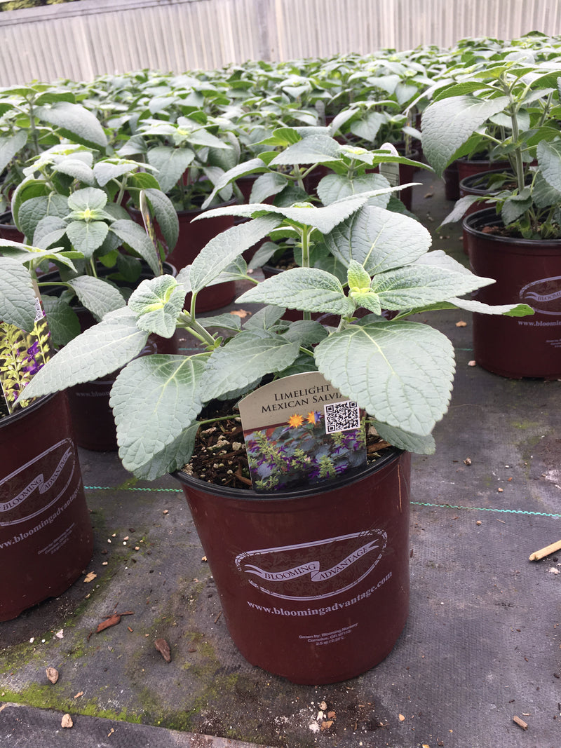 Salvia Mexicana Limelight - 1 Gallon