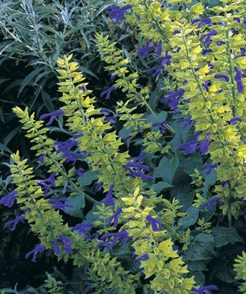 Salvia Mexicana Limelight - 1 Gallon