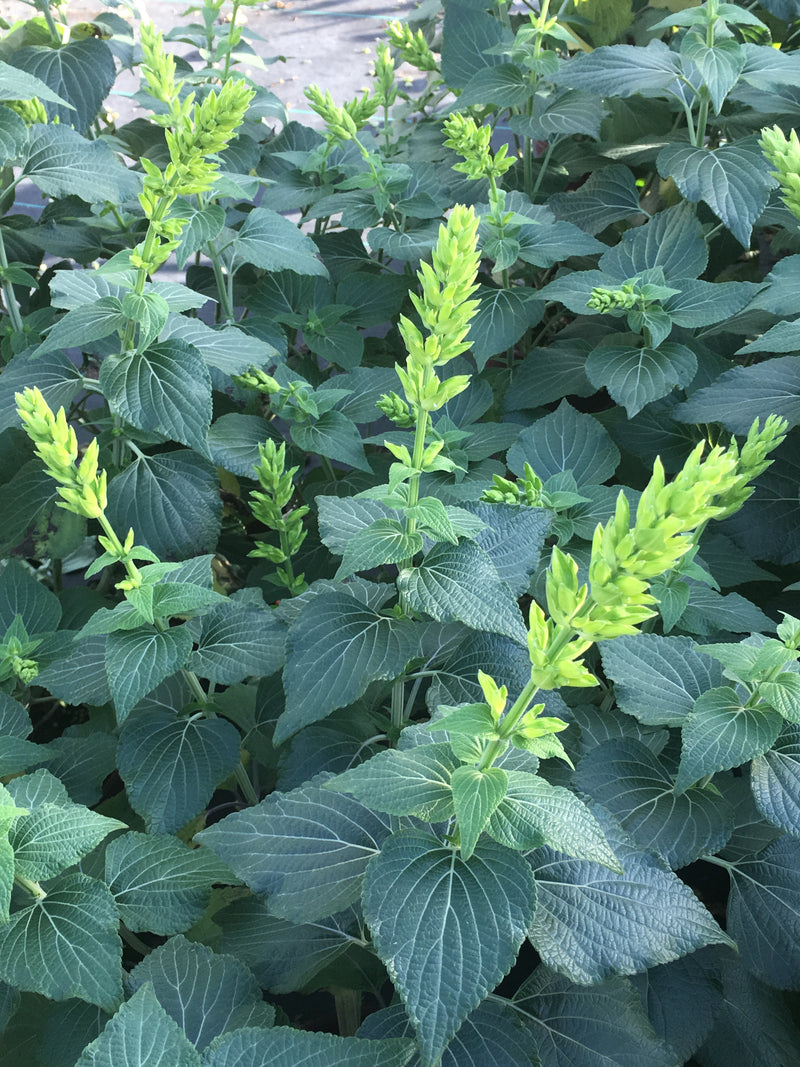 Salvia Mexicana Limelight - 1 Gallon